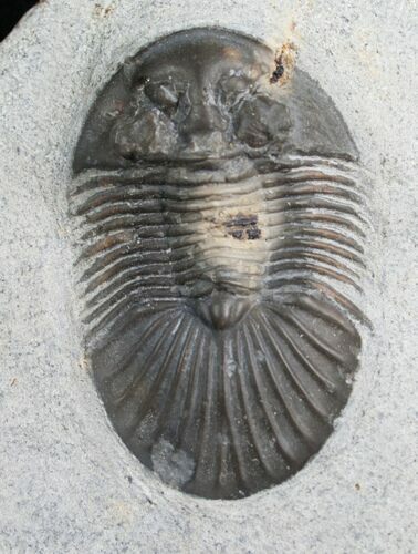 Bargain Platyscutellum Trilobite From Morocco / #7817